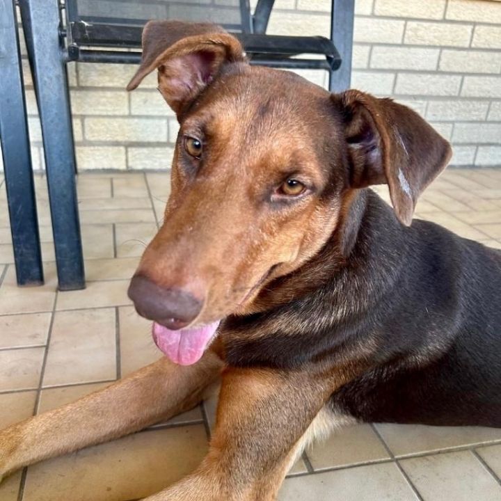 Dog for adoption Doby a Doberman Pinscher Mix in Toms River NJ