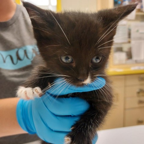 Cat for adoption - Jersey Mike (White collar), a Domestic Short Hair in  Nashville, TN