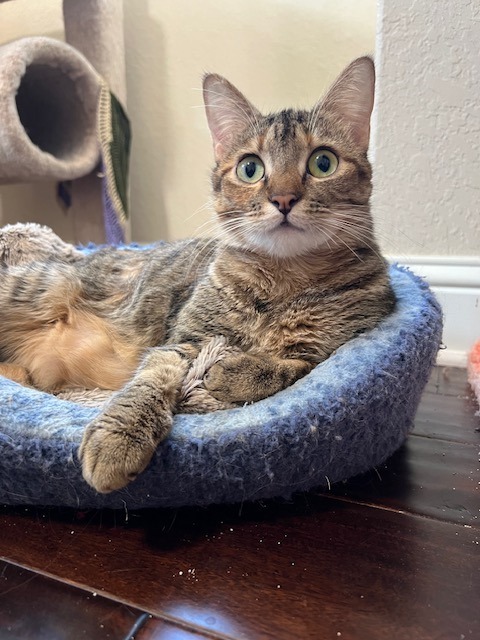 Cass, an adoptable Domestic Short Hair in New Braunfels, TX, 78132 | Photo Image 1