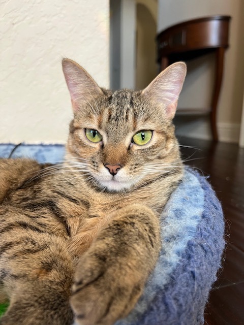 Cass, an adoptable Domestic Short Hair in New Braunfels, TX, 78132 | Photo Image 2