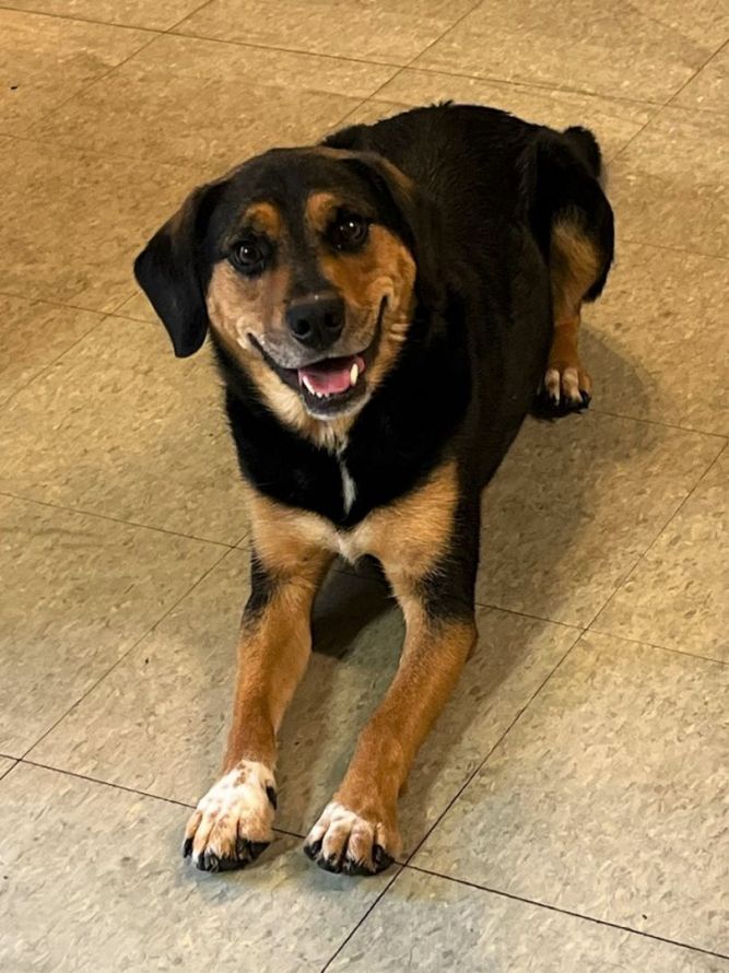 Dog for adoption - Hank, a Mixed Breed in Youngstown, OH