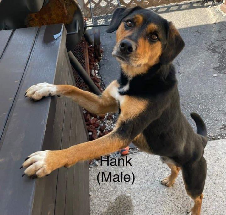 Dog for adoption - Hank, a Mixed Breed in Youngstown, OH