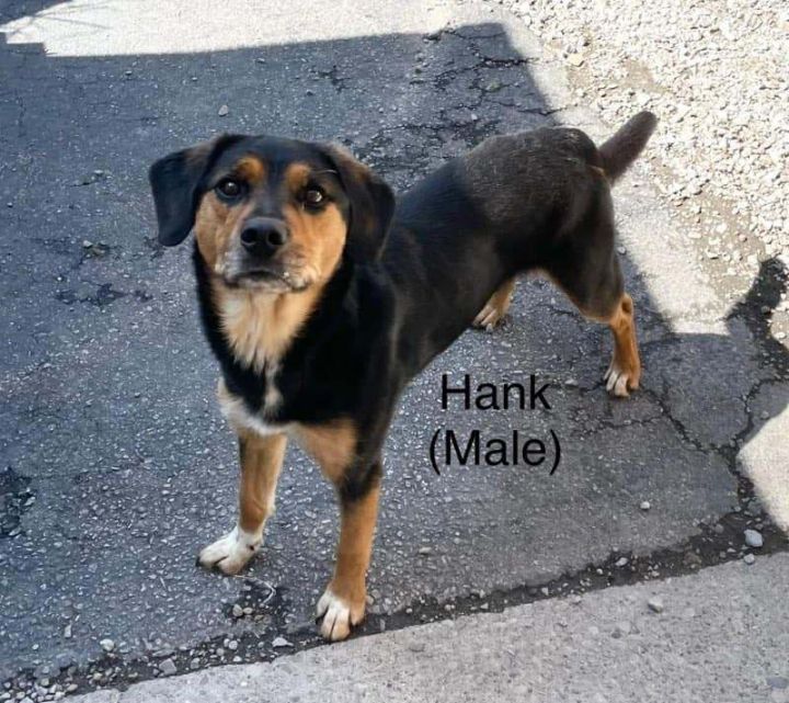 Dog for adoption - Hank, a Mixed Breed in Youngstown, OH