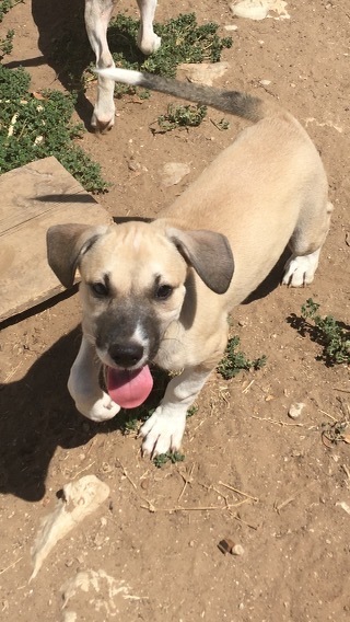 Beagle cur hot sale mix