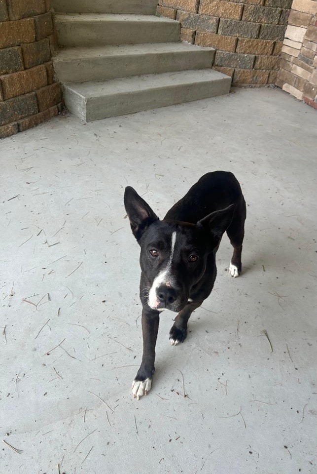 Austin, an adoptable Pit Bull Terrier in Kendallville, IN, 46755 | Photo Image 2