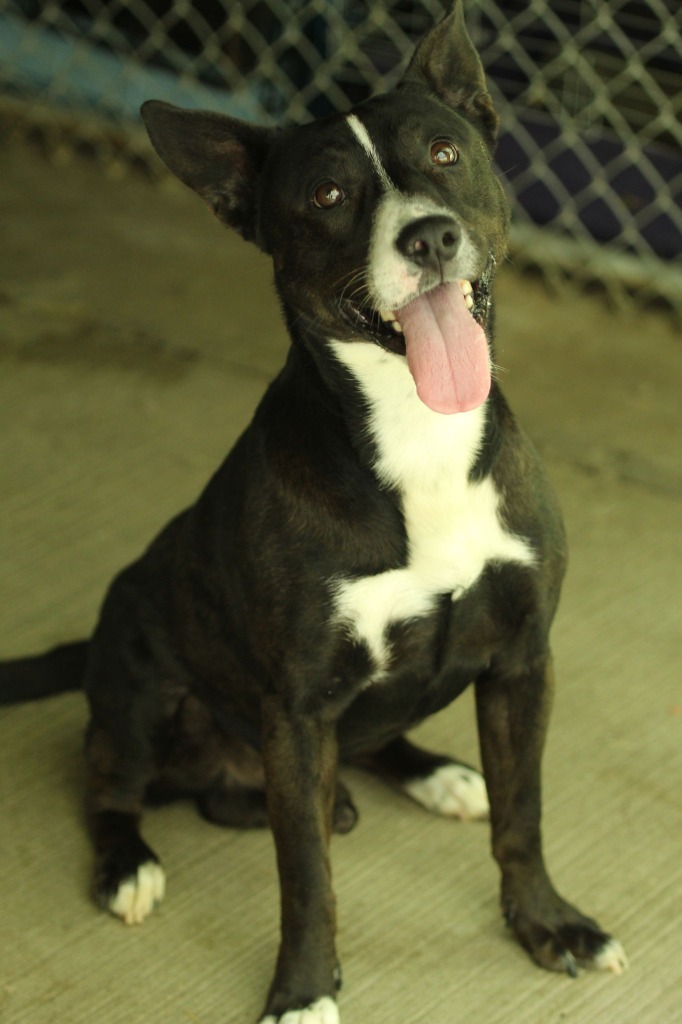 Austin, an adoptable Pit Bull Terrier in Kendallville, IN, 46755 | Photo Image 4