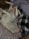 Dobby