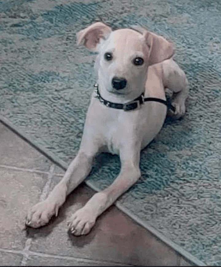 whippet jack russell mix