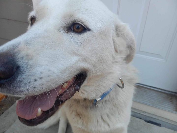 Great pyrenees hotsell wolf collar