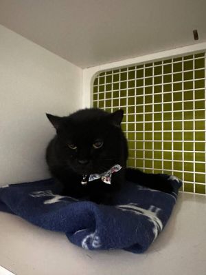 Indigo Girl, Adult Female Domestic Short Hair