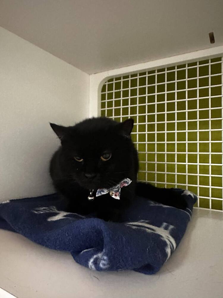 Indigo Girl, an adoptable Domestic Short Hair in Virginia Beach, VA, 23455 | Photo Image 1