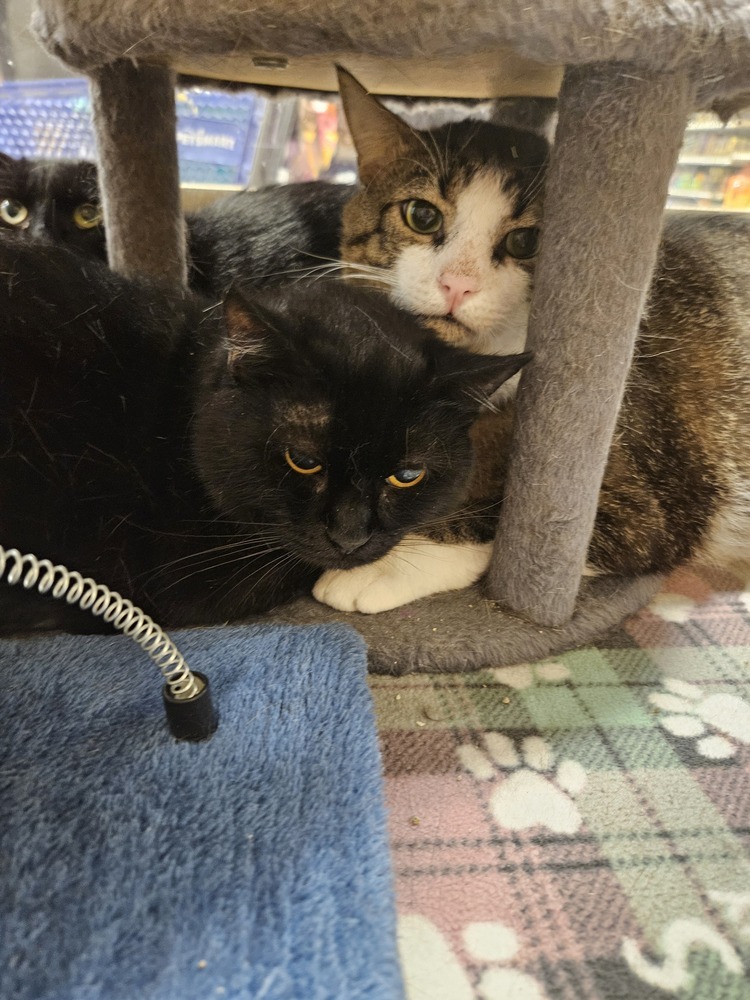 Indigo Girl, an adoptable Domestic Short Hair in Virginia Beach, VA, 23455 | Photo Image 2