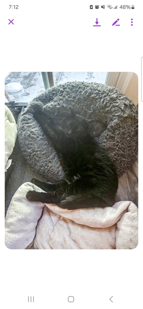 Indigo Girl, an adoptable Domestic Short Hair in Virginia Beach, VA, 23455 | Photo Image 3