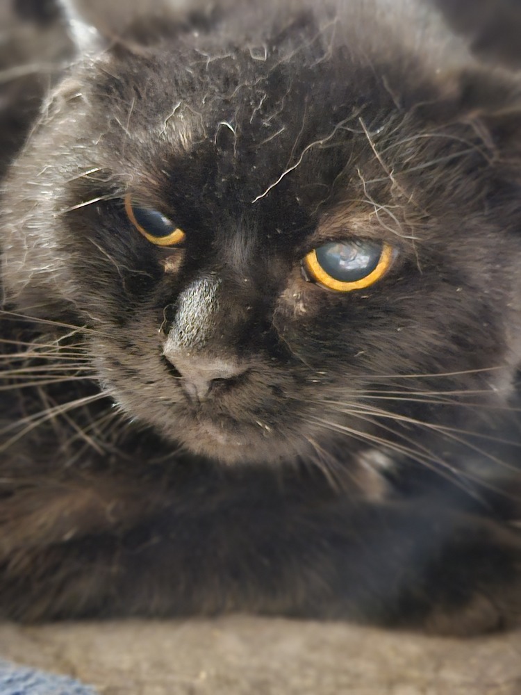 Indigo Girl, an adoptable Domestic Short Hair in Virginia Beach, VA, 23455 | Photo Image 4