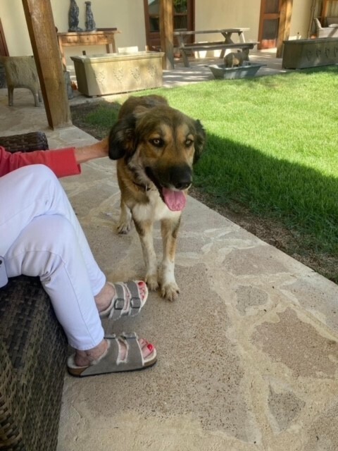 Dolly (SC), an adoptable Great Pyrenees in San Angelo, TX, 76905 | Photo Image 1