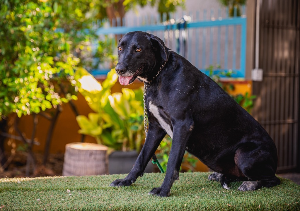 Clover, an adoptable Labrador Retriever, Chocolate Labrador Retriever in Anacortes, WA, 98221 | Photo Image 1