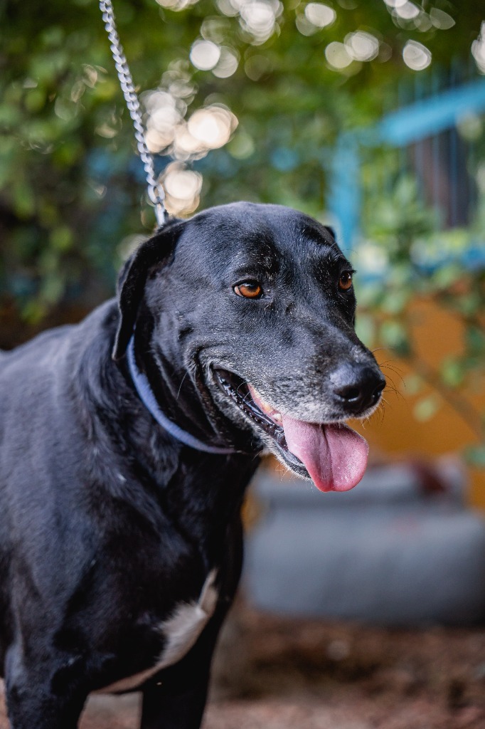 Clover, an adoptable Labrador Retriever, Chocolate Labrador Retriever in Anacortes, WA, 98221 | Photo Image 1