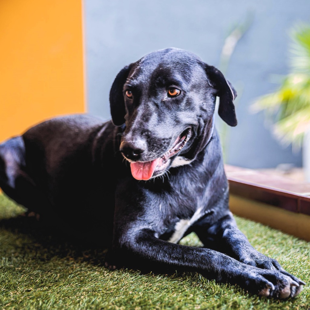 Clover, an adoptable Labrador Retriever, Chocolate Labrador Retriever in Anacortes, WA, 98221 | Photo Image 2