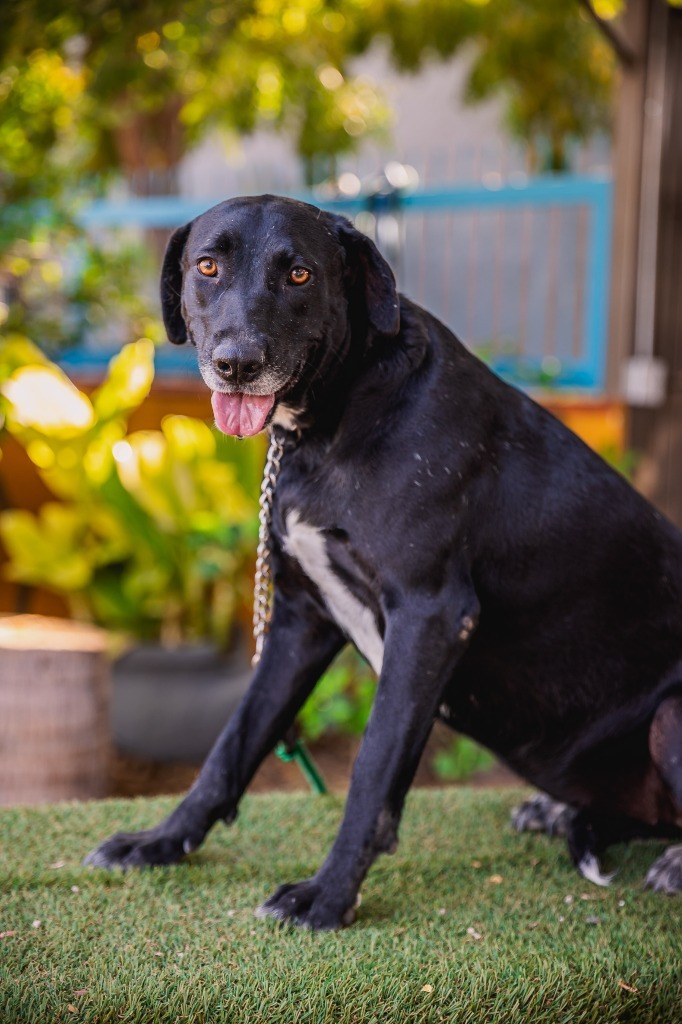 Clover, an adoptable Labrador Retriever, Chocolate Labrador Retriever in Anacortes, WA, 98221 | Photo Image 2