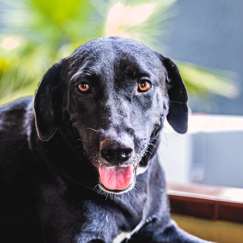 Clover, an adoptable Labrador Retriever, Chocolate Labrador Retriever in Anacortes, WA, 98221 | Photo Image 3
