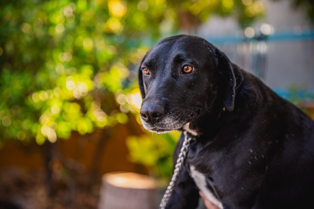 Clover, an adoptable Labrador Retriever, Chocolate Labrador Retriever in Anacortes, WA, 98221 | Photo Image 3