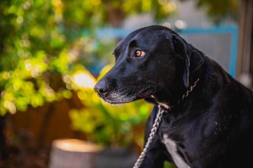 Clover, an adoptable Labrador Retriever, Chocolate Labrador Retriever in Anacortes, WA, 98221 | Photo Image 4