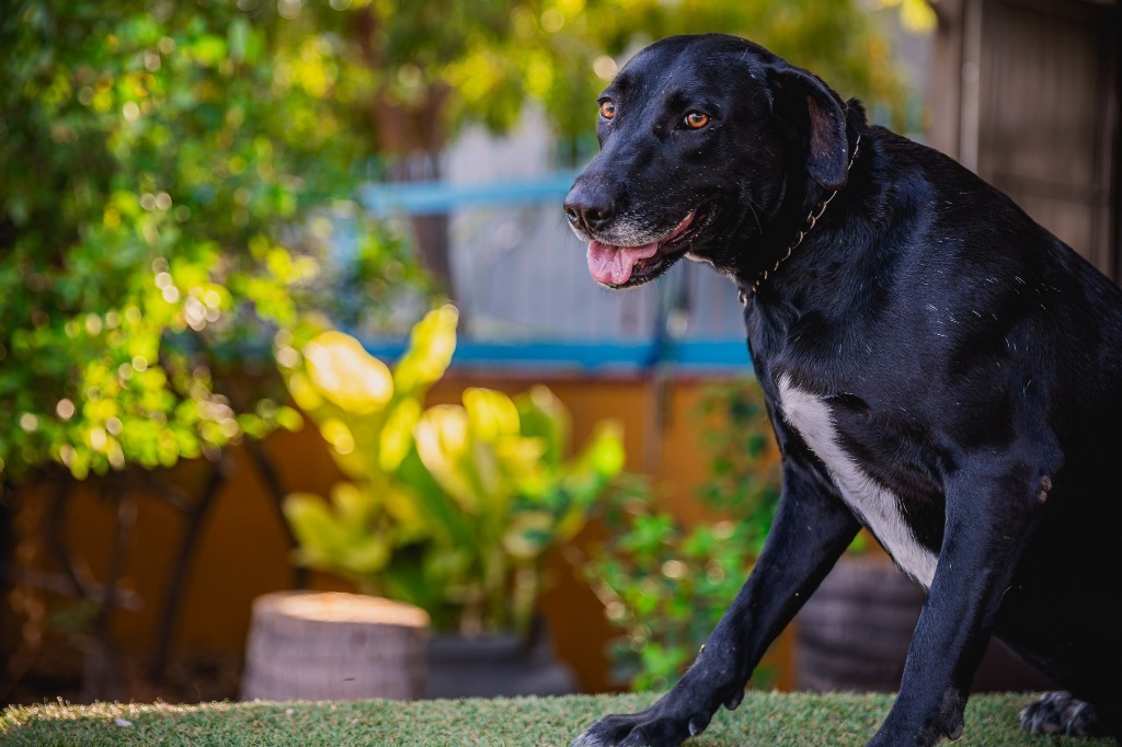 Clover, an adoptable Labrador Retriever, Chocolate Labrador Retriever in Anacortes, WA, 98221 | Photo Image 5
