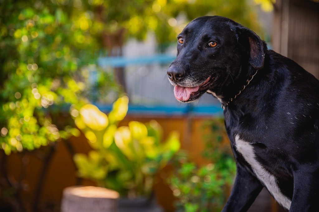 Clover, an adoptable Labrador Retriever, Chocolate Labrador Retriever in Anacortes, WA, 98221 | Photo Image 6