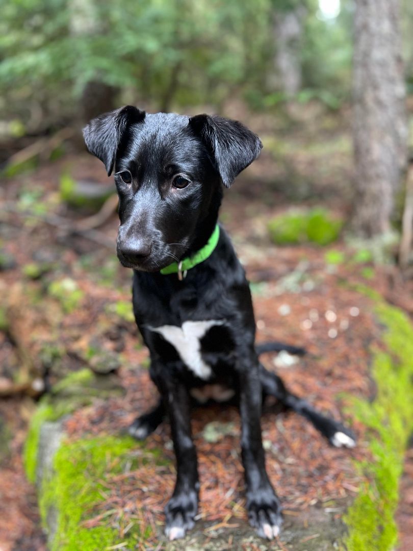Trixie, an adoptable Border Collie in Bend, OR, 97702 | Photo Image 1
