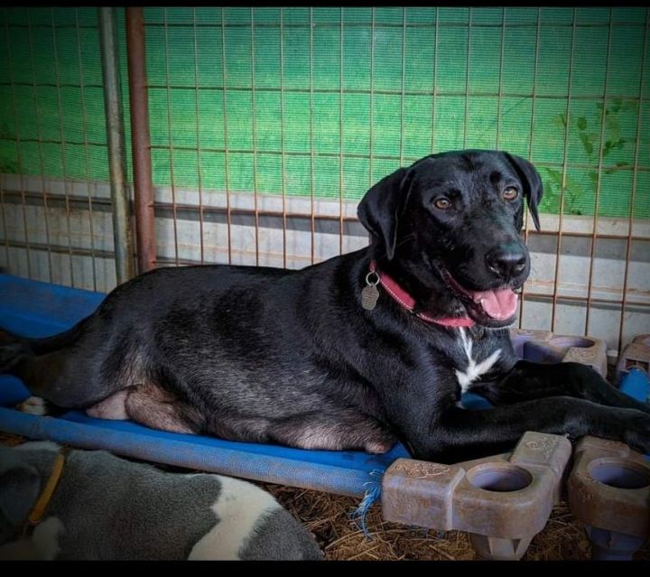 Minnie, an adoptable Labrador Retriever Mix in Milledgeville, GA_image-1