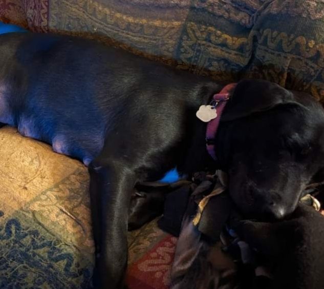 Minnie, an adoptable Labrador Retriever Mix in Milledgeville, GA_image-3