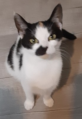 UPDATE** Patches has been adopted! - CNY Cat Coalition