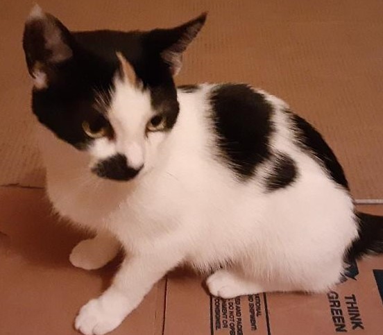UPDATE** Patches has been adopted! - CNY Cat Coalition