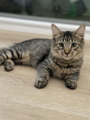 NSYNC Domestic Short Hair Cat