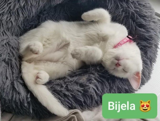 Bijela (needs a cat friend)