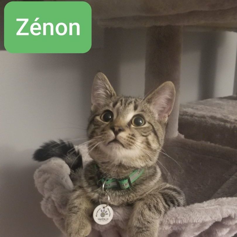 Zenon (needs a cat friend)
