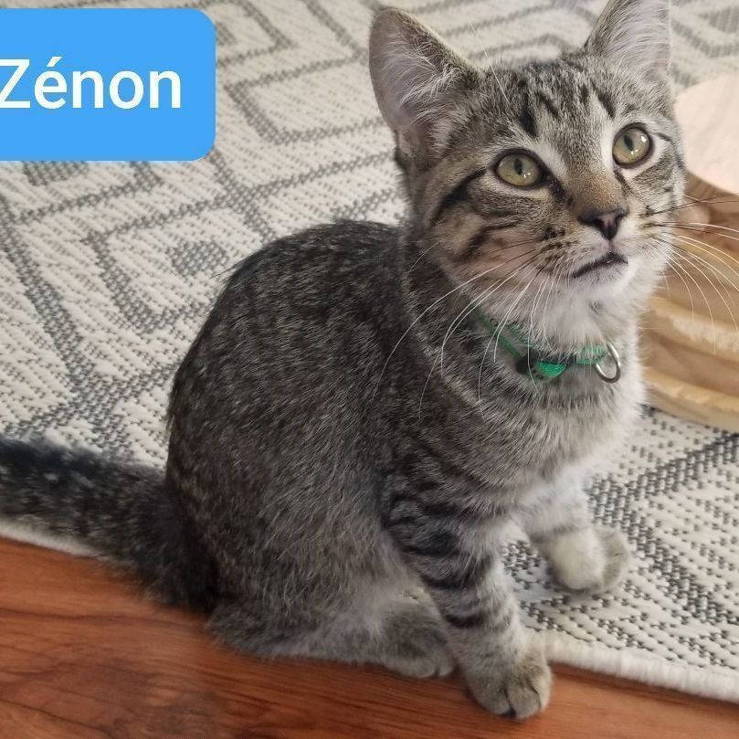 Zenon (needs a cat friend)