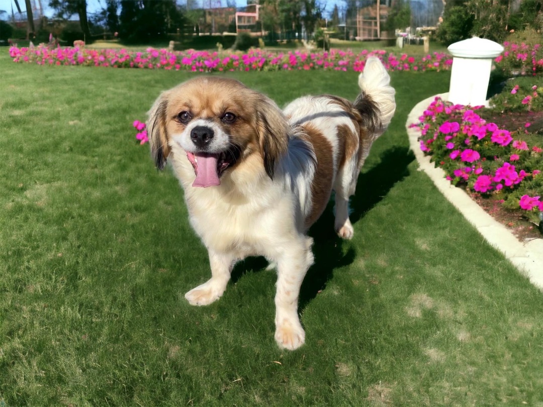 Wally , an adoptable Pekingese in Airdrie, AB, T4A 2H6 | Photo Image 1