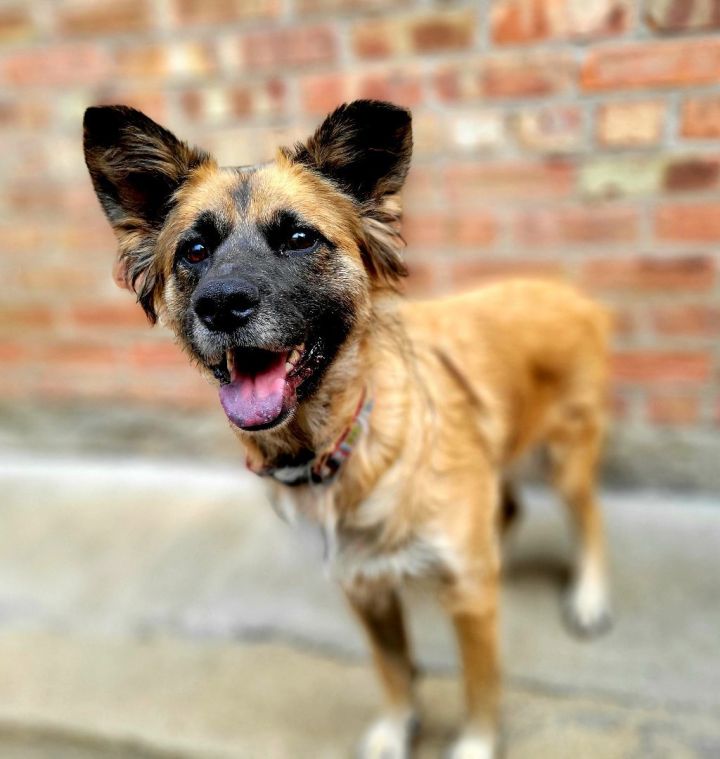 Ember (PENDING), an adoptable Chow Chow & Shepherd Mix in Chicago, IL_image-1