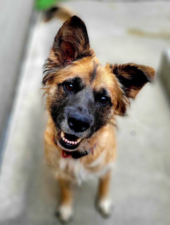 Ember (ADOPTED!), an adopted Chow Chow & Shepherd Mix in Chicago, IL_image-2