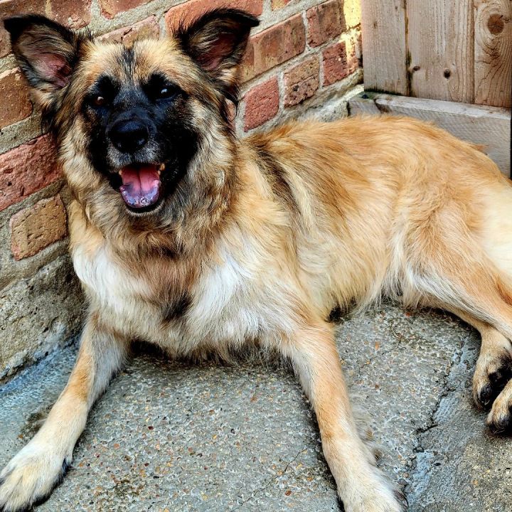 Ember (ADOPTED!), an adopted Chow Chow & Shepherd Mix in Chicago, IL_image-3