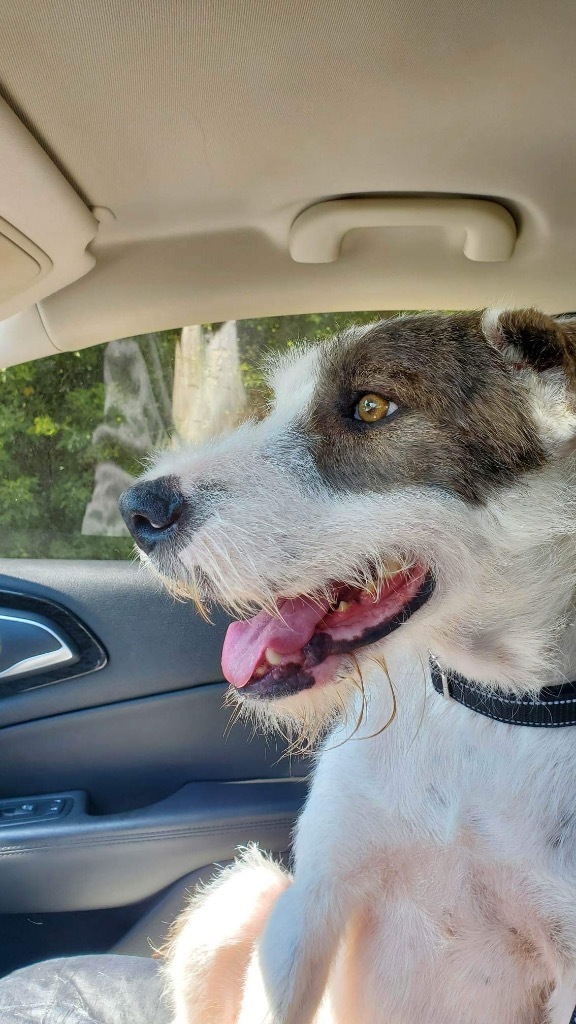 Charlie, an adoptable Irish Wolfhound in Salem, WI, 53168 | Photo Image 1