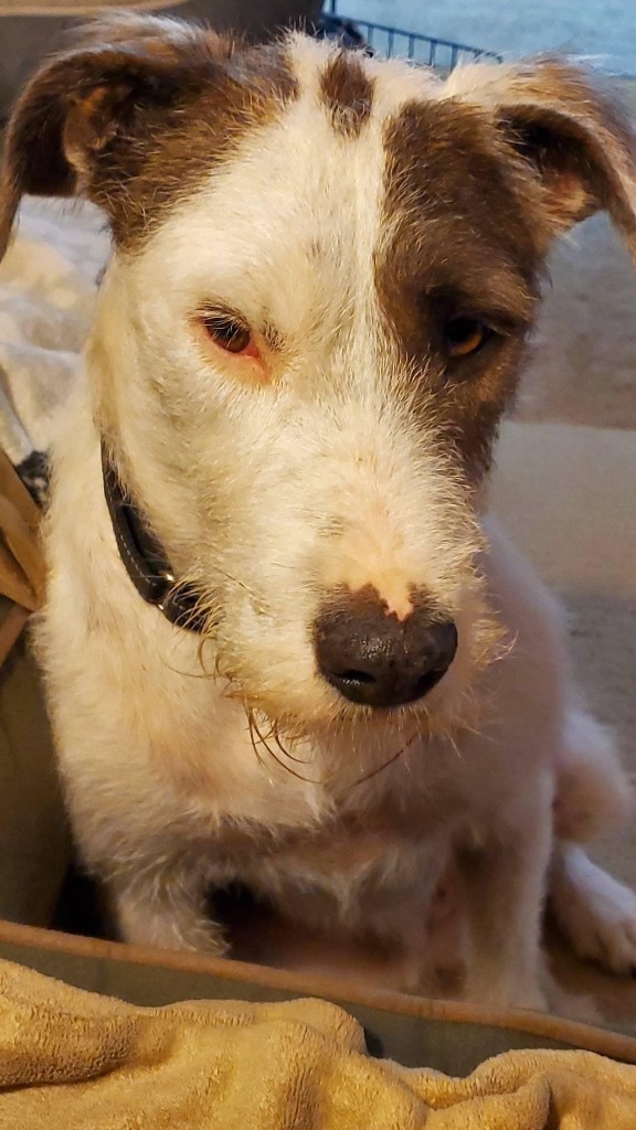 Charlie, an adoptable Irish Wolfhound in Salem, WI, 53168 | Photo Image 5