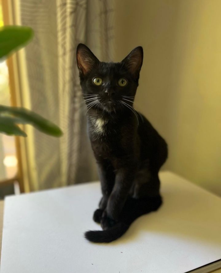Kell, an adoptable Domestic Short Hair in Los Angeles, CA_image-1