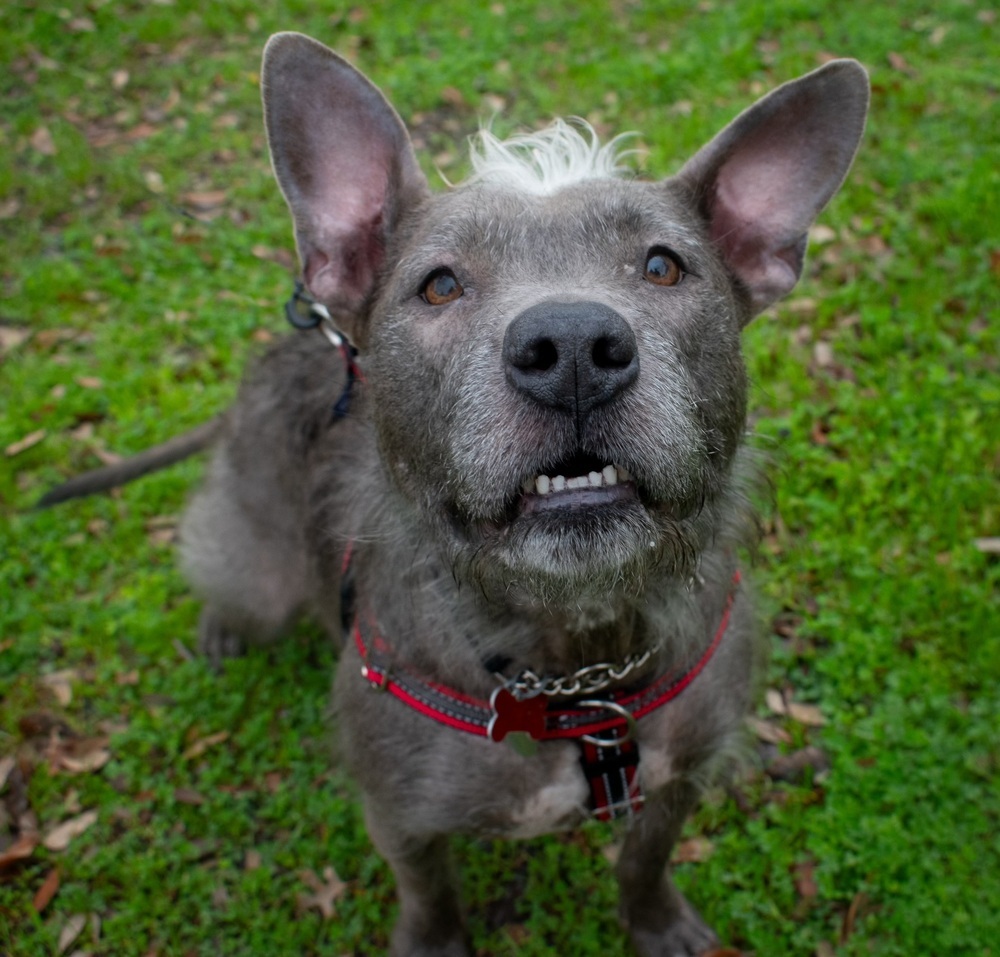 Bella, an adoptable Staffordshire Bull Terrier, Schnauzer in Richardson, TX, 75085 | Photo Image 2