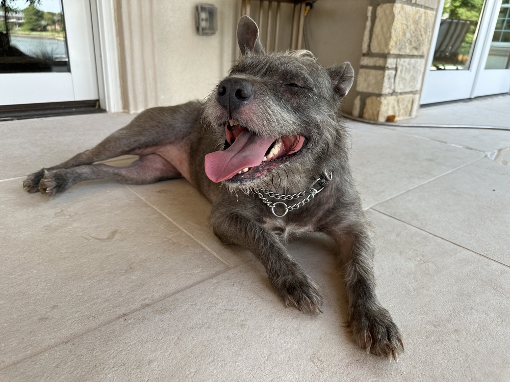 Bella, an adoptable Staffordshire Bull Terrier, Schnauzer in Richardson, TX, 75085 | Photo Image 5