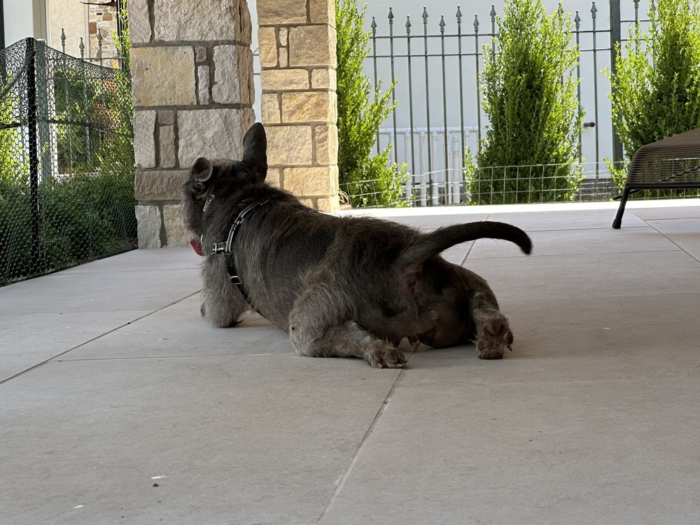 Bella, an adoptable Staffordshire Bull Terrier, Schnauzer in Richardson, TX, 75085 | Photo Image 6