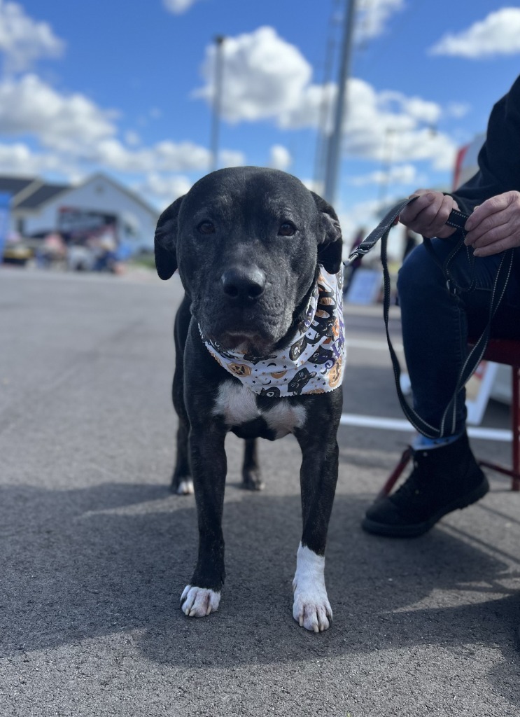 Ziggy, an adoptable Terrier in Hartford City, IN, 47348 | Photo Image 2