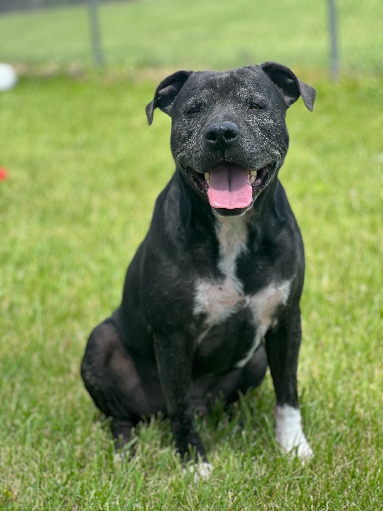 Ziggy, an adoptable Terrier in Hartford City, IN, 47348 | Photo Image 5