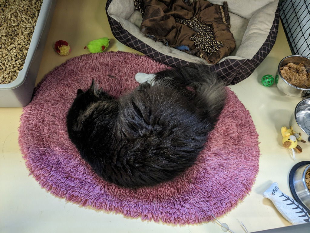 Cassandra, an adoptable Domestic Long Hair in Lovingston, VA, 22922 | Photo Image 2